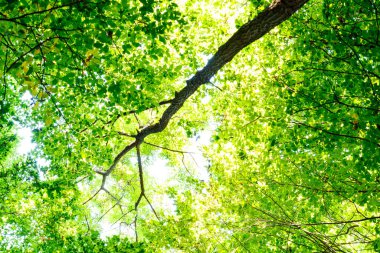 Yaz ormanı ağaçları. doğa yeşil ahşap güneş ışığı arka planı
