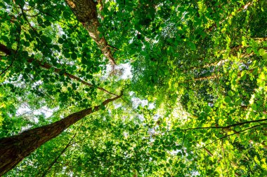 Yaz ormanı ağaçları. doğa yeşil ahşap güneş ışığı arka planı