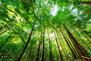 Yaz ormanı ağaçları. doğa yeşil ahşap güneş ışığı arka planı