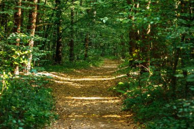 Yaz ormanı ağaçları. doğa yeşil ahşap güneş ışığı arka planı