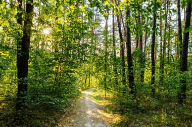 Yaz ormanı ağaçları. doğa yeşil ahşap güneş ışığı arka planı