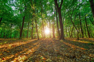 Yaz ormanı ağaçları. doğa yeşil ahşap güneş ışığı arka planı