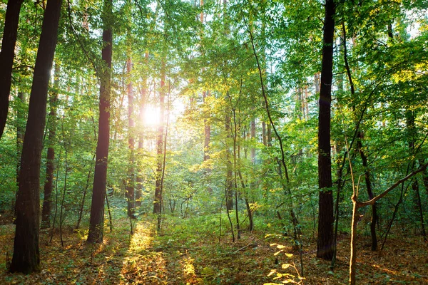 Alberi Forestali Estivi Natura Verde Legno Luce Del Sole Sfondi — Foto Stock