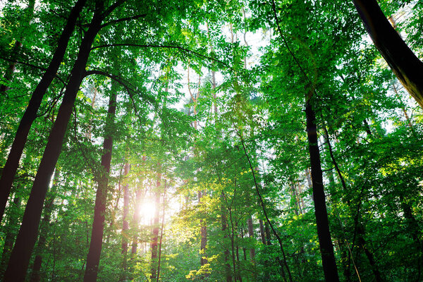 летние леса. природа зеленая древесина солнечный свет фон