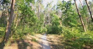 Ağaçların arasından parlayan parlak güneş ve patikalı bir orman. Yüksek kalite 4k görüntü