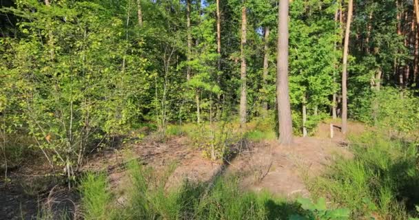 Wald Mit Pfad Und Heller Sonne Die Durch Die Bäume — Stockvideo