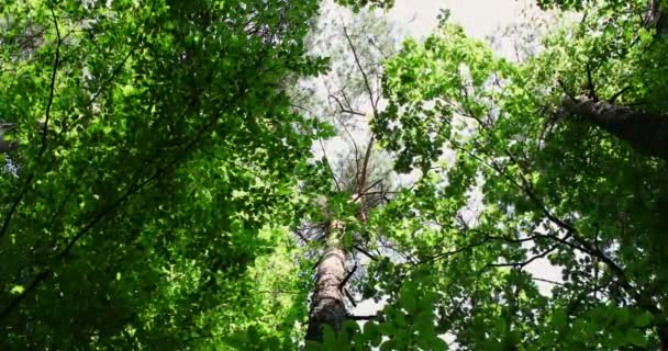 Les Pěšinou Jasným Sluncem Svítícím Mezi Stromy Vysoce Kvalitní Záběry — Stock video