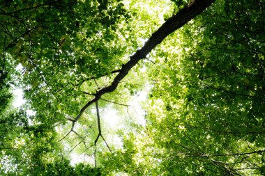 Yaz ormanı ağaçları. doğa yeşil ahşap güneş ışığı arka planı.