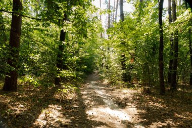 Yaz ormanı ağaçları. doğa yeşil ahşap güneş ışığı arka planı.