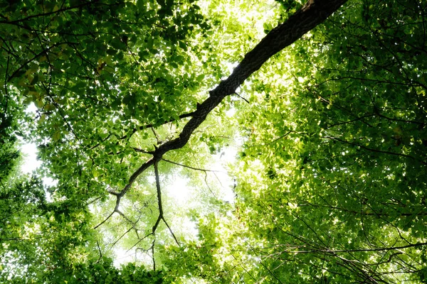 Alberi Forestali Estivi Natura Verde Legno Luce Del Sole Sfondi — Foto Stock