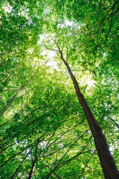 Alberi Forestali Estivi Natura Verde Legno Luce Del Sole Sfondi — Foto Stock