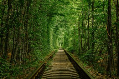 Bahar ormanında bir demiryolu. Aşk tüneli, yeşil ağaçlar ve demiryolu.