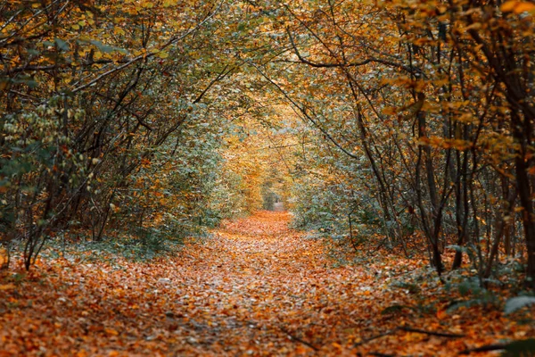 Vacker Höstpark Skog Hösten — Stockfoto