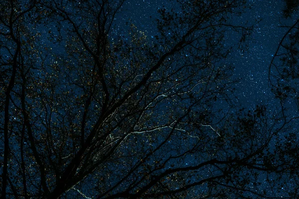 Ночное Небо Ночное Звездное Небо Лесу — стоковое фото