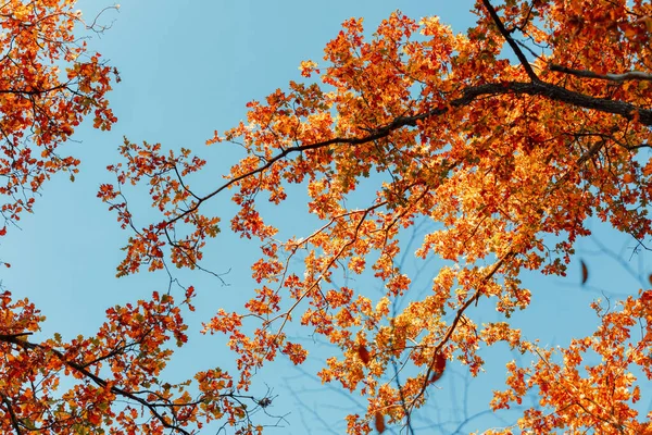 Nádherný Podzimní Park Les Podzim — Stock fotografie