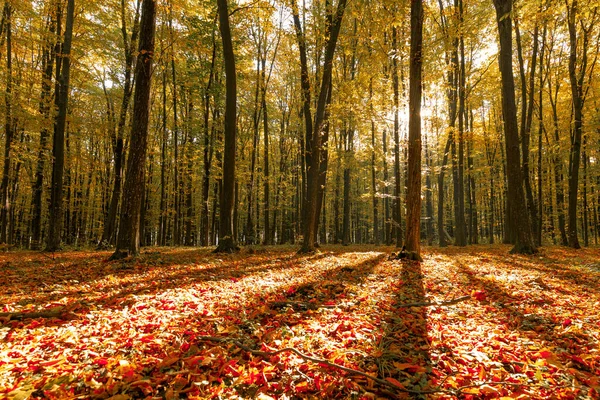 Nádherný Podzimní Park Les Podzim — Stock fotografie