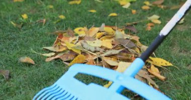 Tırmıklı bir adam yaprakları topluyor. Sonbahar manzarası. Altın sonbahar. Yüksek kalite 4k görüntü