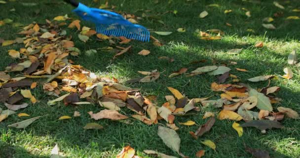 Hombre Con Rastrillo Recoge Hojas Paisaje Otoño Otoño Dorado Imágenes — Vídeo de stock