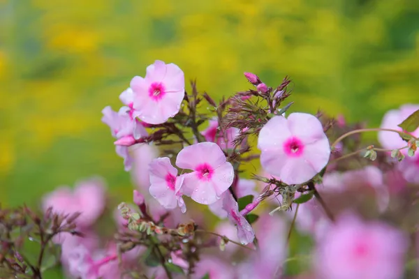 Flores en el jardín — Foto de Stock