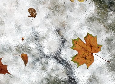 sonbahar çalışması