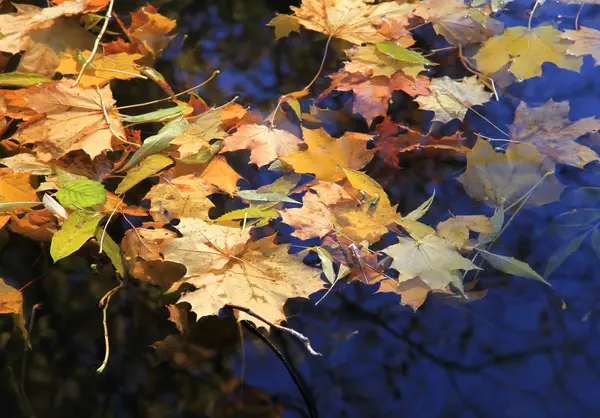 Cores de outono — Fotografia de Stock