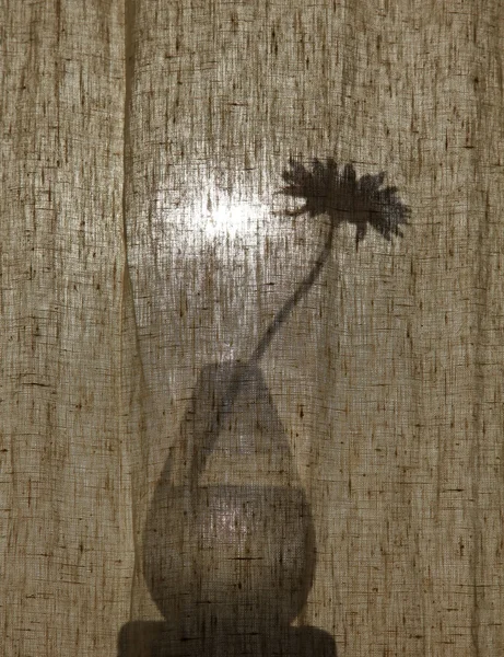 A silhouette of a house plant — Stock Photo, Image