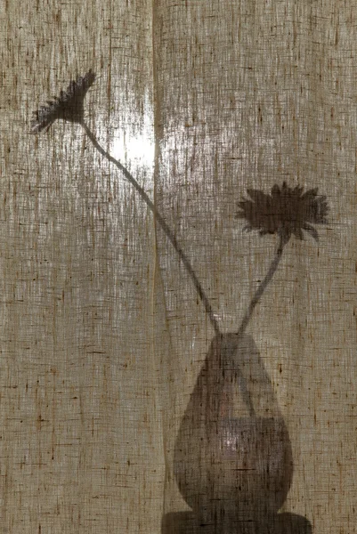 Die Silhouette einer Zimmerpflanze — Stockfoto