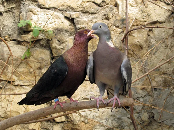 Purebreds colombes — Photo