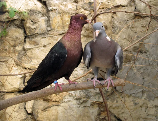 純血種の鳩 — ストック写真