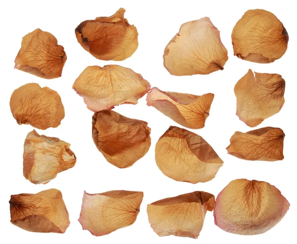 Dried rose petals — Stock Photo, Image