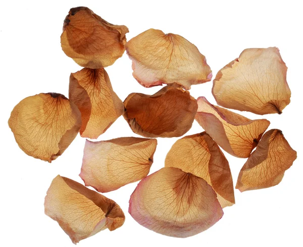 Dried rose petals — Stock Photo, Image