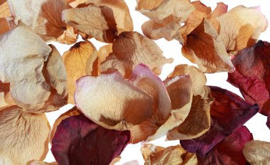 kurutulmuş gül yaprakları