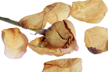 kurutulmuş gül yaprakları