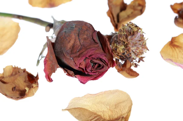 Torkade rosenblad — Stockfoto