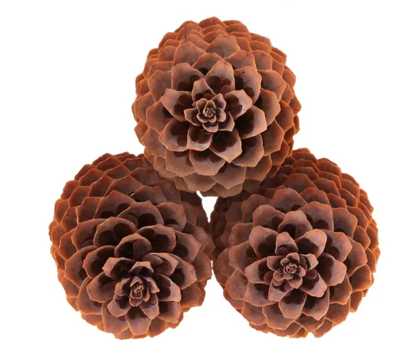Variation on a theme of fir-cone — Stock Photo, Image