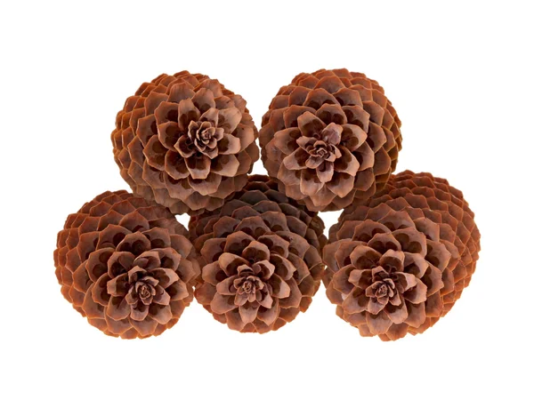 Variation on a theme of fir-cone — Stock Photo, Image