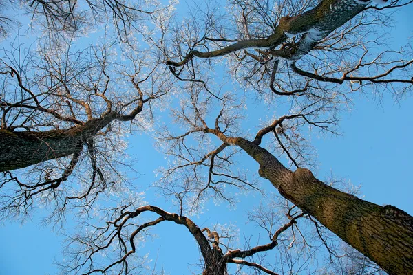 Trädtopparna — Stockfoto