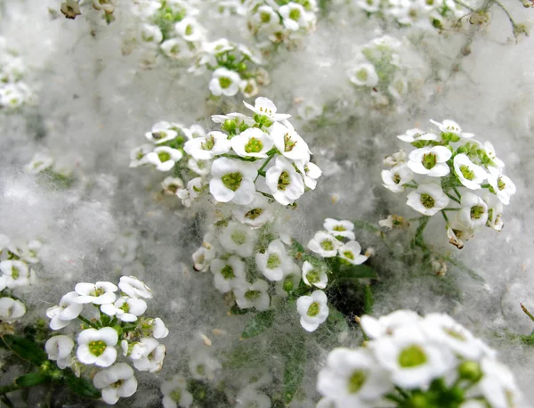 City flowers — Stock Photo, Image