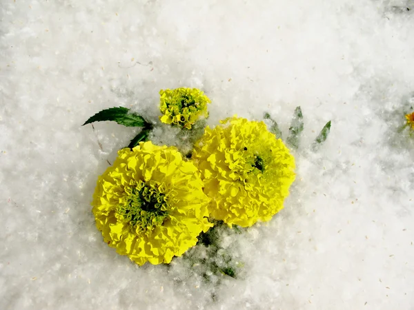 Fiori di città — Foto Stock