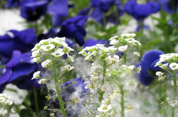 Stad bloemen — Stockfoto