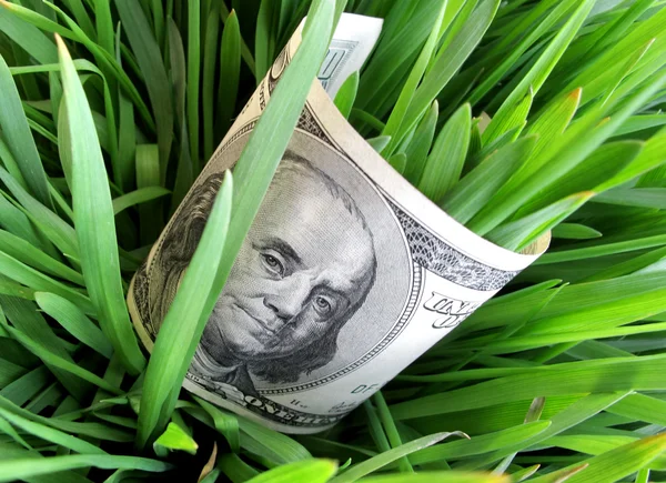 Dollars in green grass — Stock Photo, Image