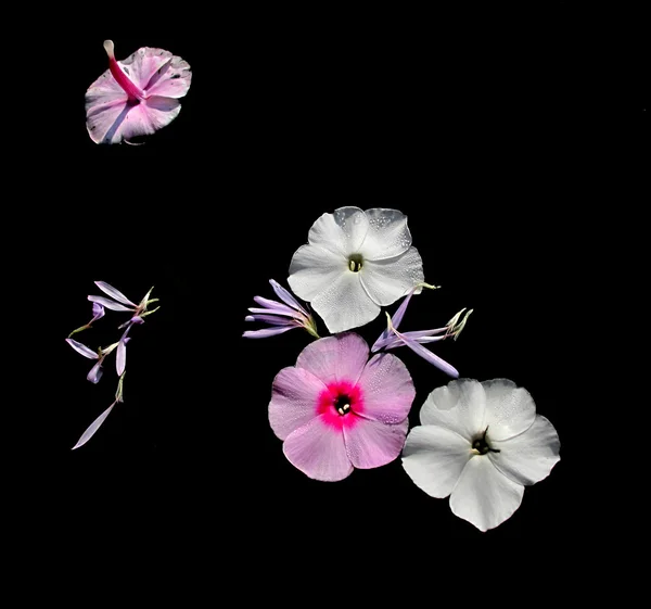 Fleurs de jardin pétales — Photo