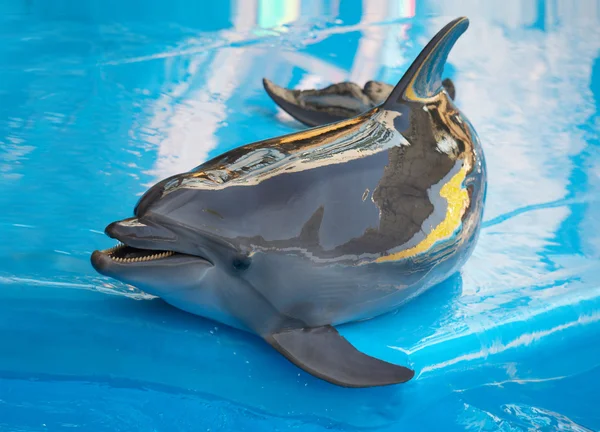 Delfín cerca de la piscina — Foto de Stock