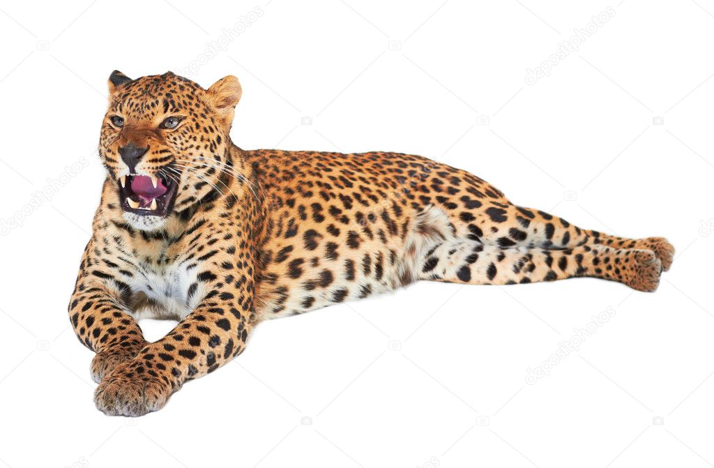 Leopard