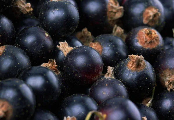 Blackcurrant Berry — Stok fotoğraf
