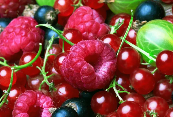 Mixed Berries background — Stock Photo, Image