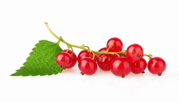 Grosella roja con hoja — Foto de Stock