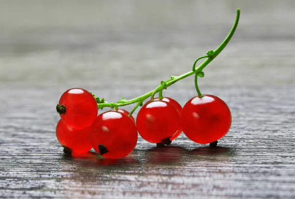 Grosella roja — Foto de Stock