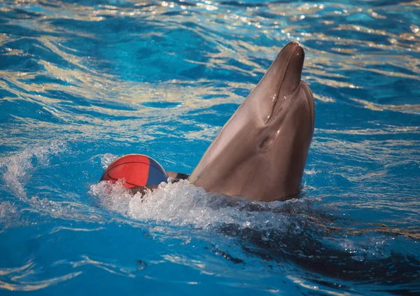 Dolphin dans med boll — Stockfoto