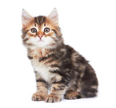 küçük yavru kedi